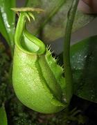 Nepenthes bicalcarata 'Red Flush' 7